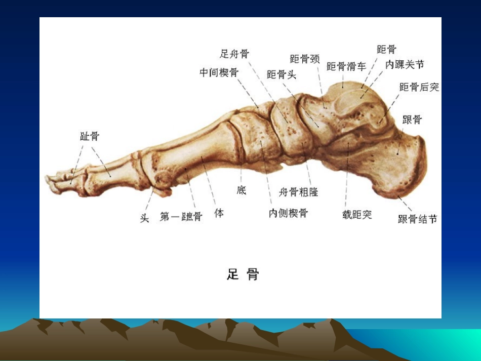 跟骨X线摄影_第2页