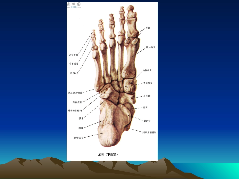 跟骨X线摄影_第3页