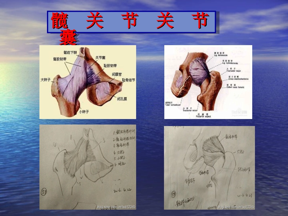 股骨颈骨折空心钉内固定选择详解_第3页