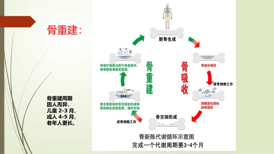 骨代谢指标解读_第3页