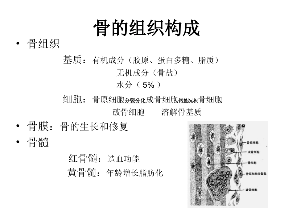 骨的代谢及骨折愈合_第2页