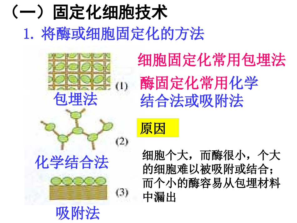 固定化酵母细胞_第2页