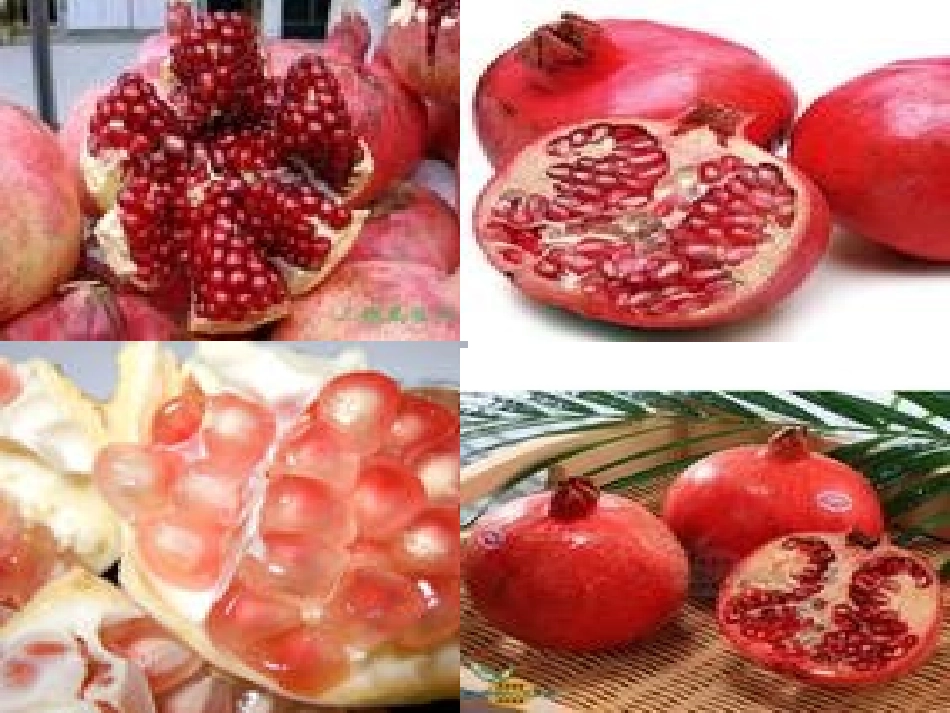 观察日记石榴_第3页