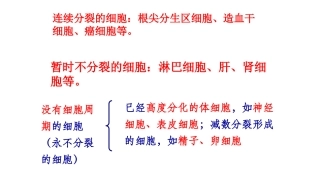 观察细胞有丝分裂实验