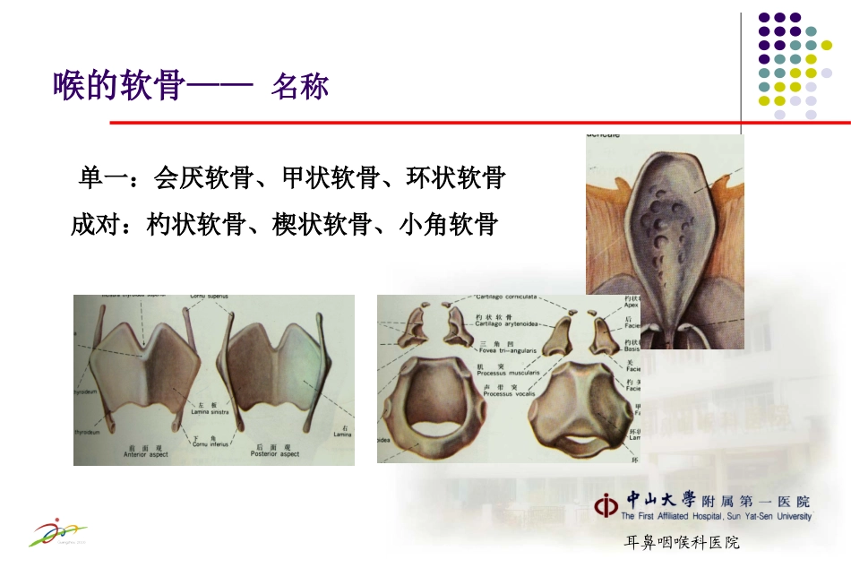 喉应用解剖及生理_第3页