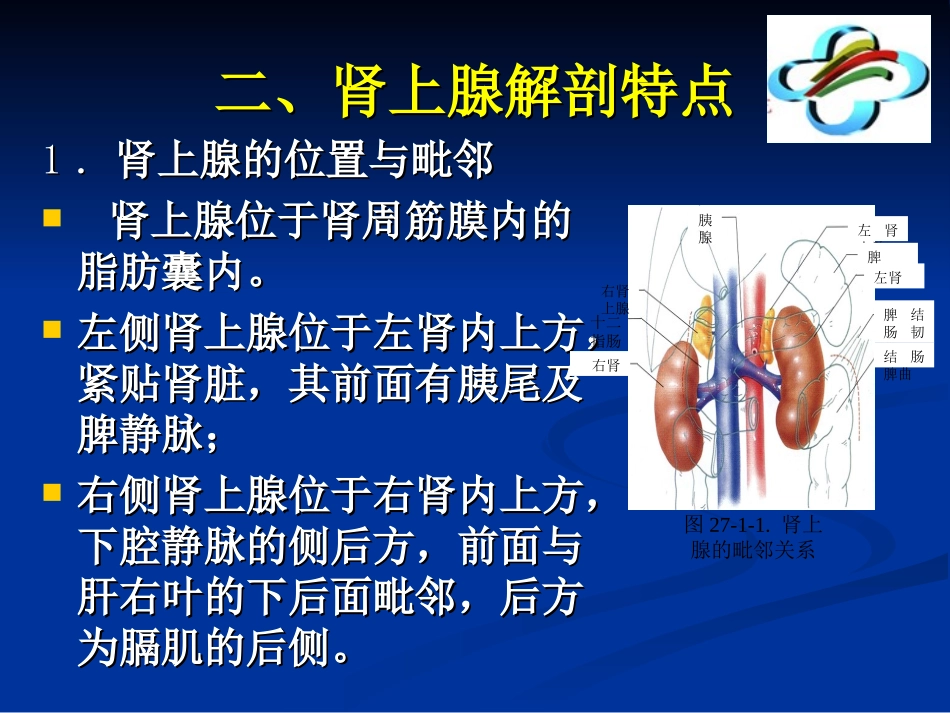 后腹腔镜肾上腺切除术_第3页