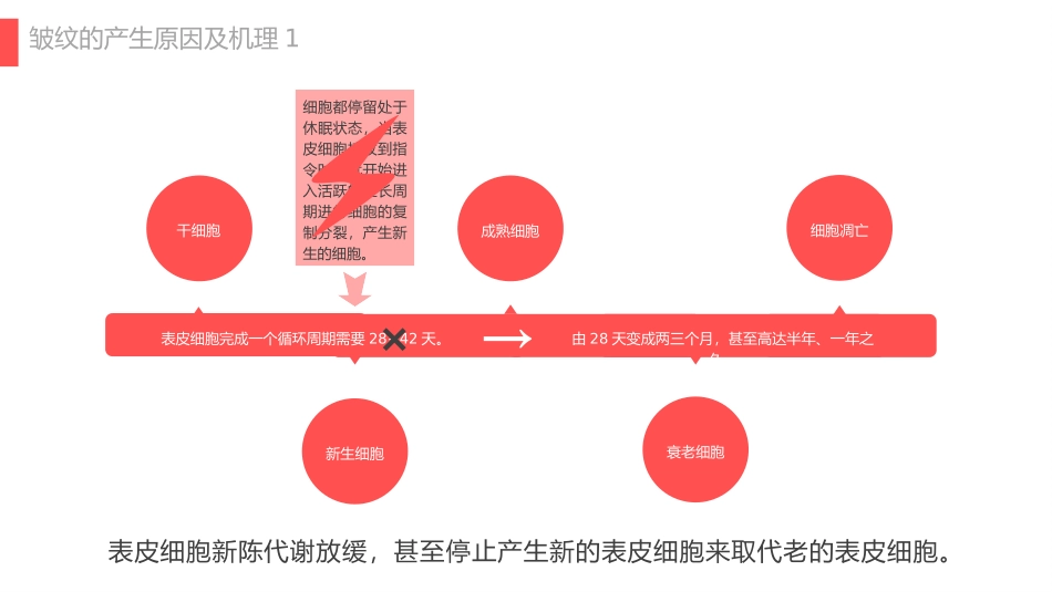 护肤相关的干细胞活性因子_第3页
