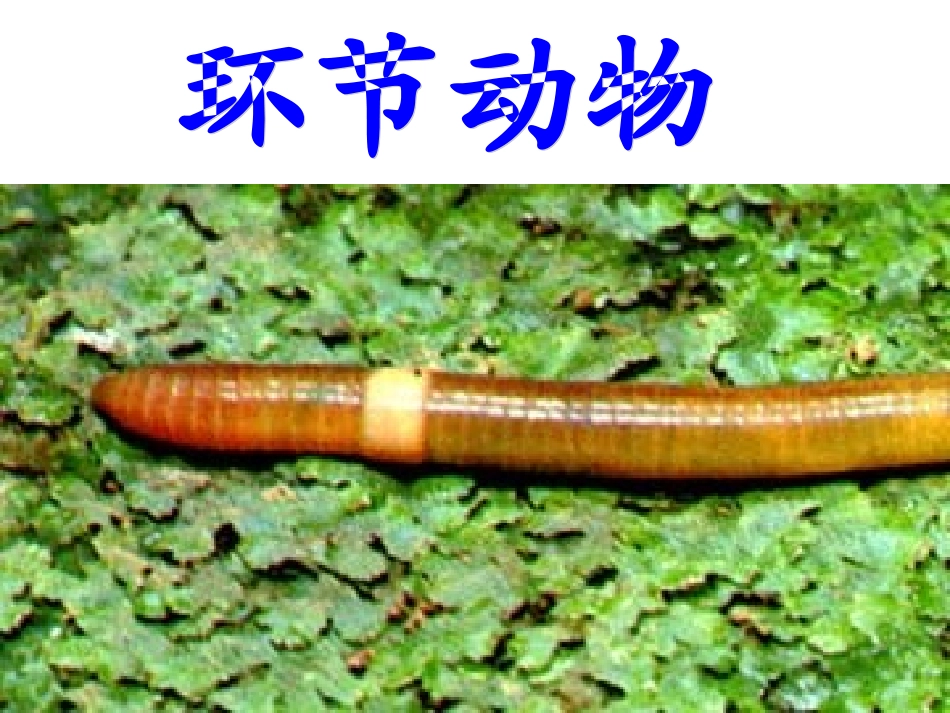 环节动物课件_第1页