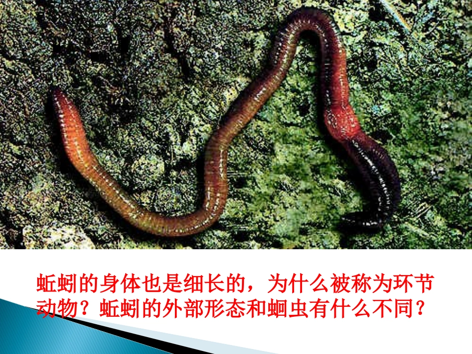 环节动物课件_第3页