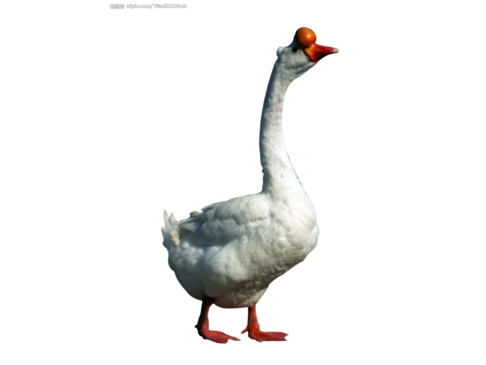 绘画课件大白鹅演示文稿_第1页