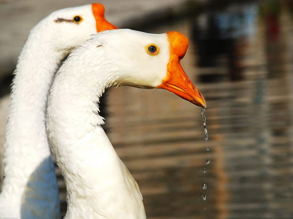 绘画课件大白鹅演示文稿_第2页