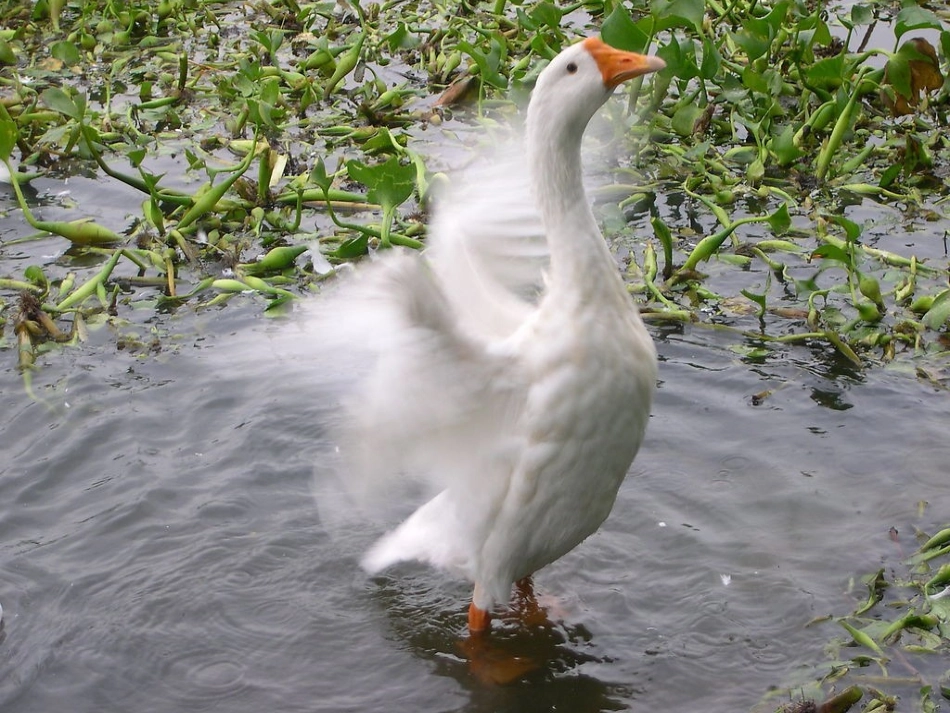 绘画课件大白鹅演示文稿_第3页