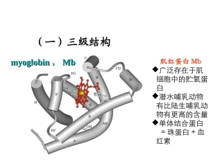 肌红蛋白的结构和功能