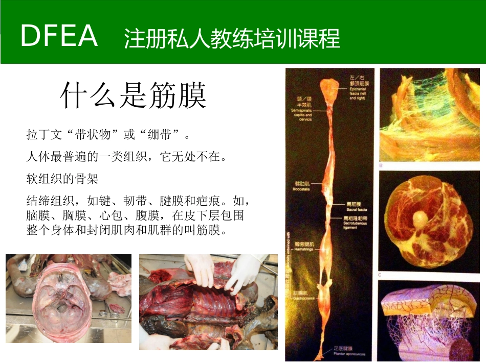 肌筋膜手法康复课程课件_第1页