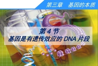 基因是有遗传效应的DNA片段上课版
