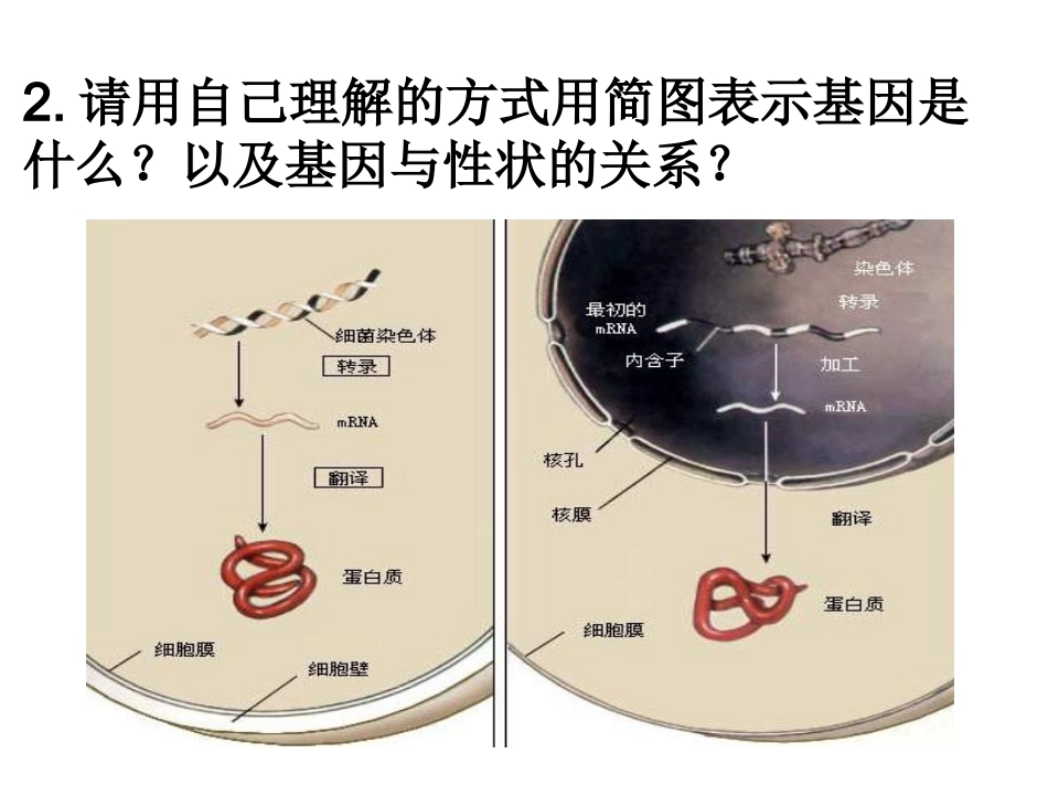 基因突变及变异_第3页