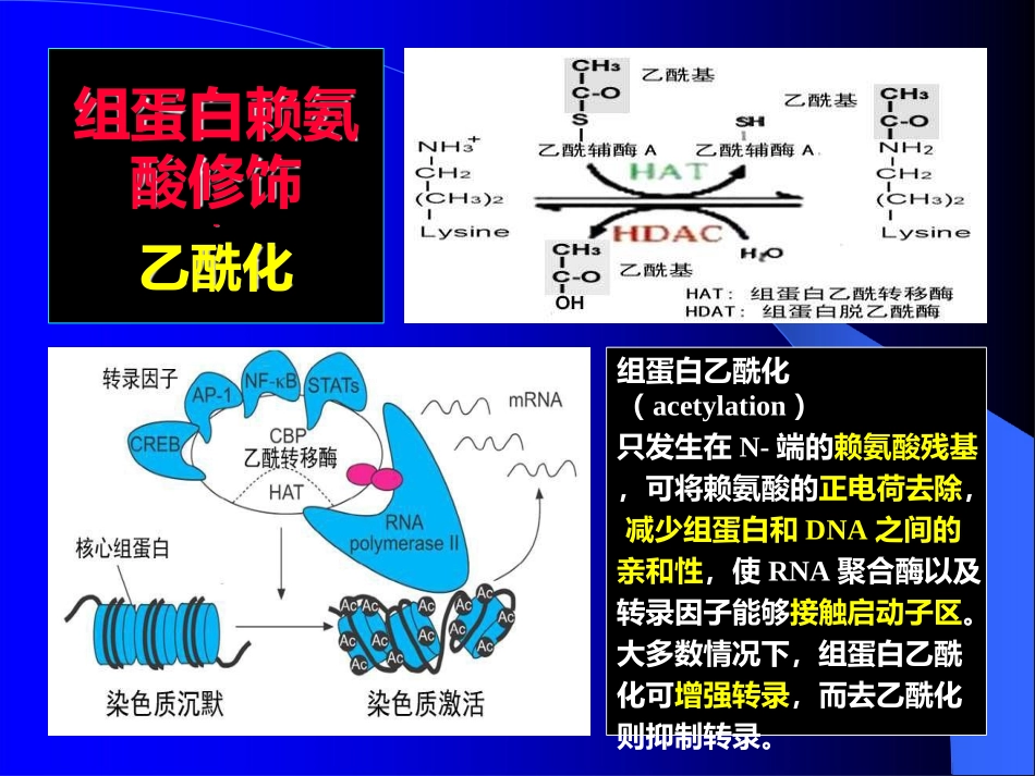 基因组表观遗传组蛋白乙酰化_第2页