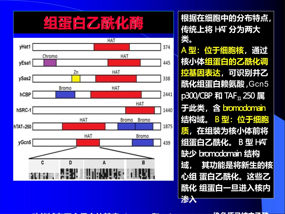 基因组表观遗传组蛋白乙酰化_第3页