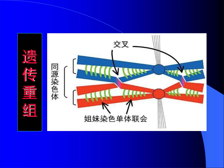 基因组进化的机制重组与转座_第2页