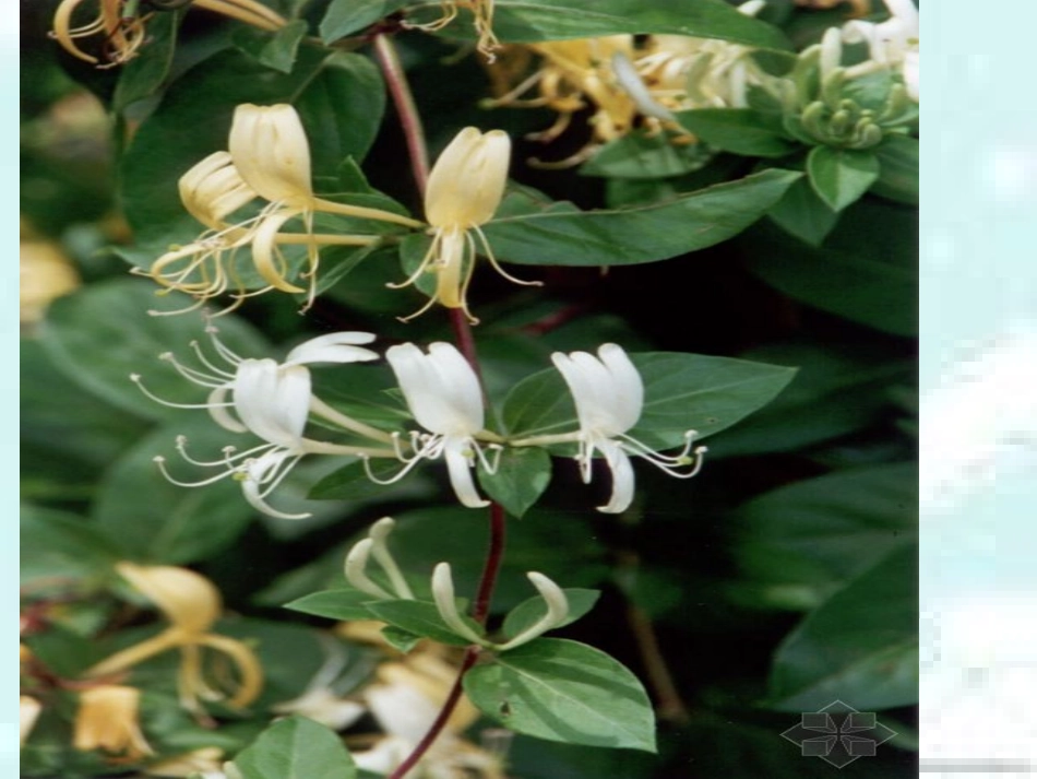 几种常见中草药_第3页