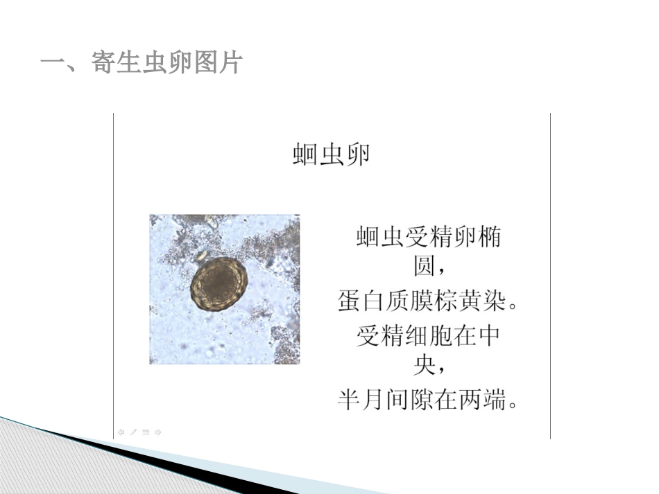 寄生虫细胞形态学图谱_第3页