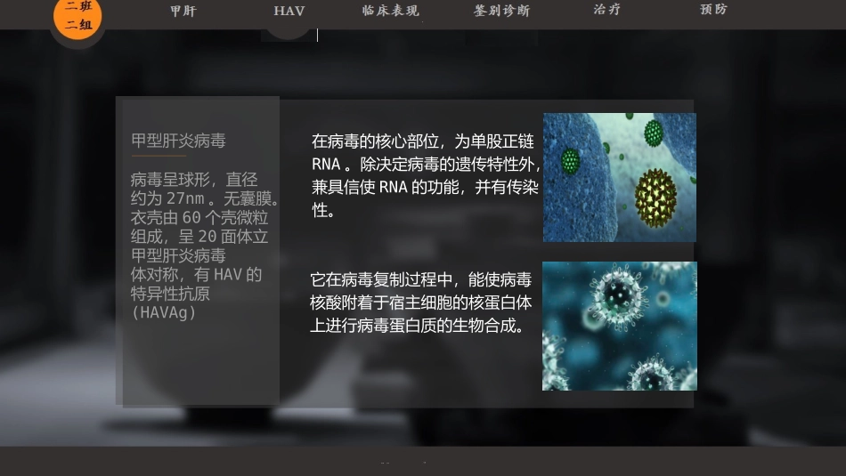 甲肝病毒介绍_第3页