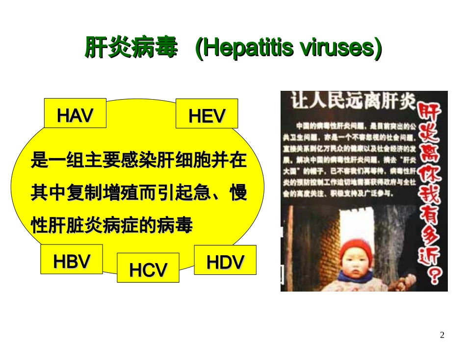 甲型肝炎病毒_第2页