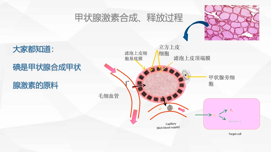 甲状腺和碘之间的关系_第2页