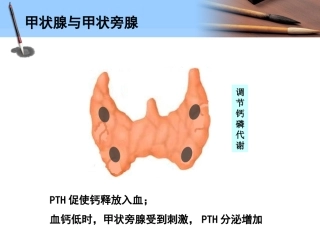甲状腺和甲状旁腺