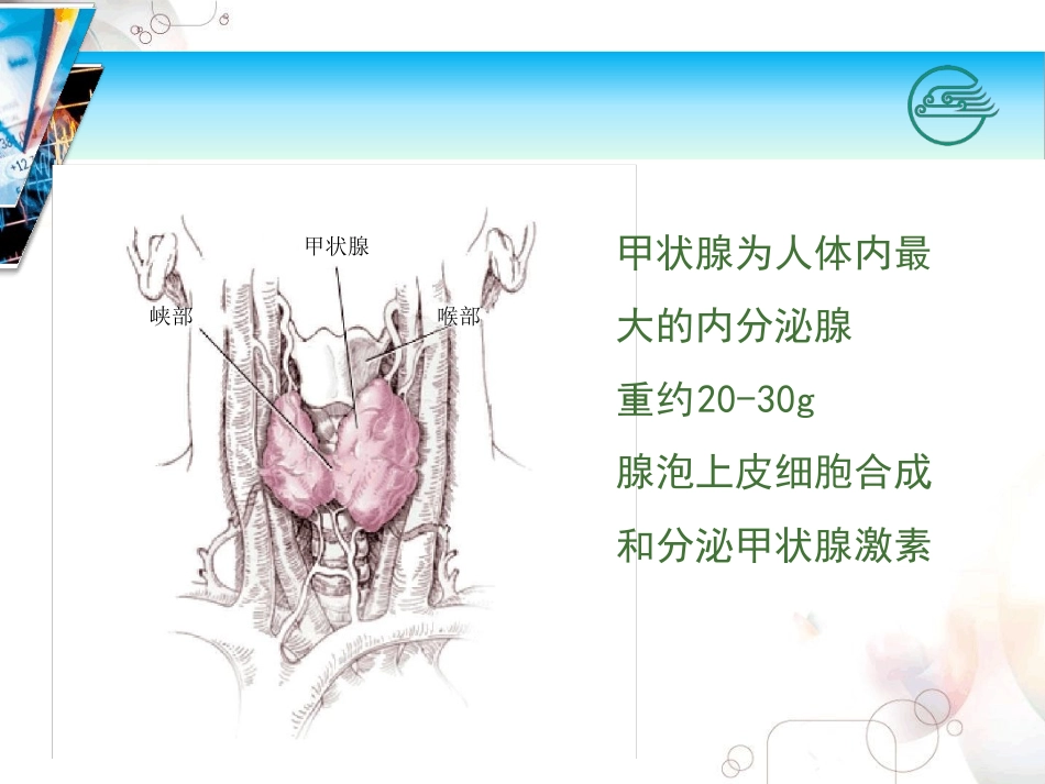 甲状腺激素和抗甲状腺药物_第2页