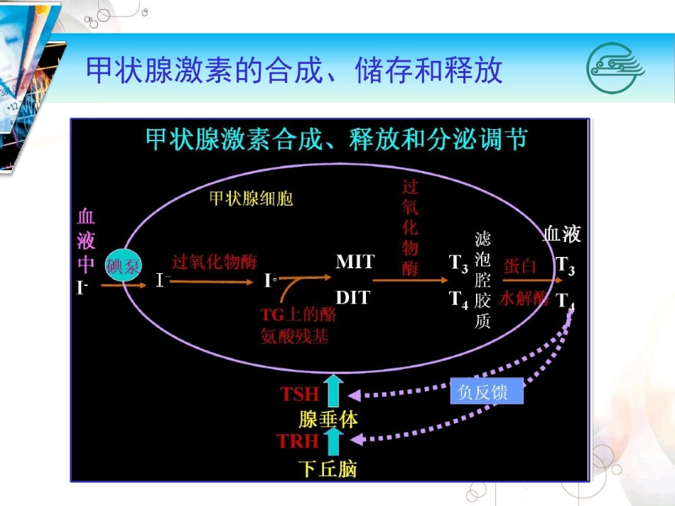 甲状腺激素和抗甲状腺药物_第3页