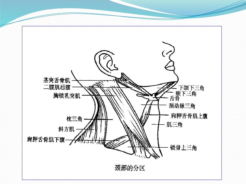 甲状腺及甲状旁腺解剖_第2页