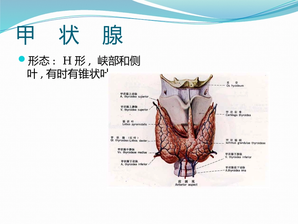 甲状腺及甲状旁腺解剖_第3页