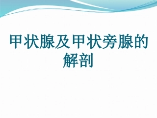甲状腺及甲状旁腺解剖