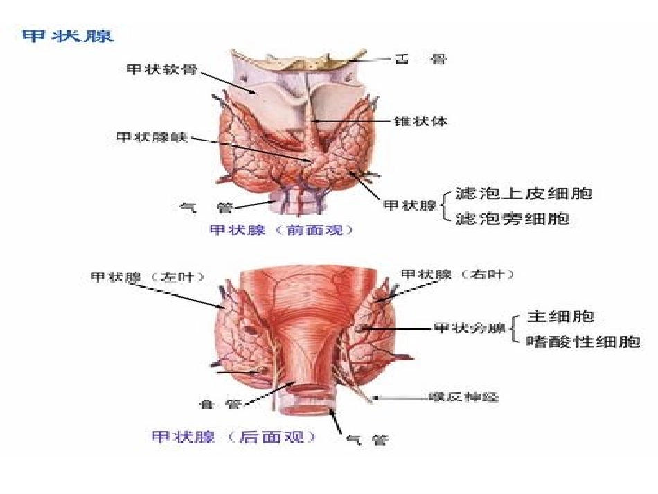 甲状腺肿瘤的护理常规_第3页