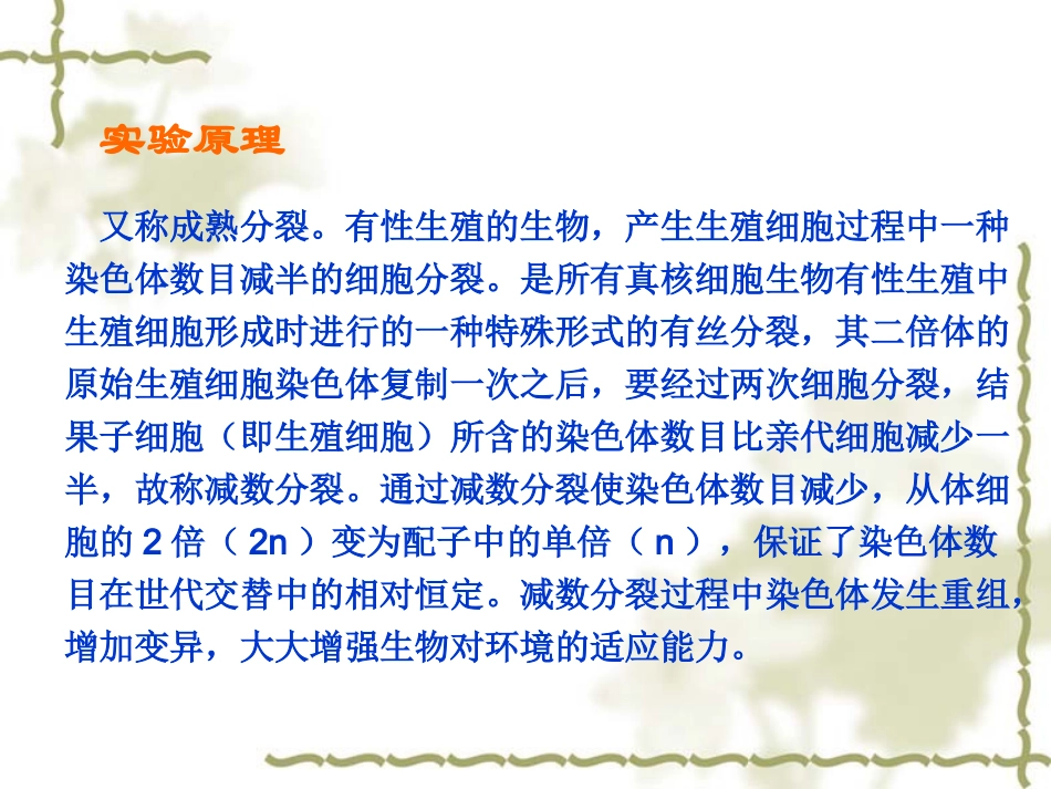 减数分裂课件_第3页