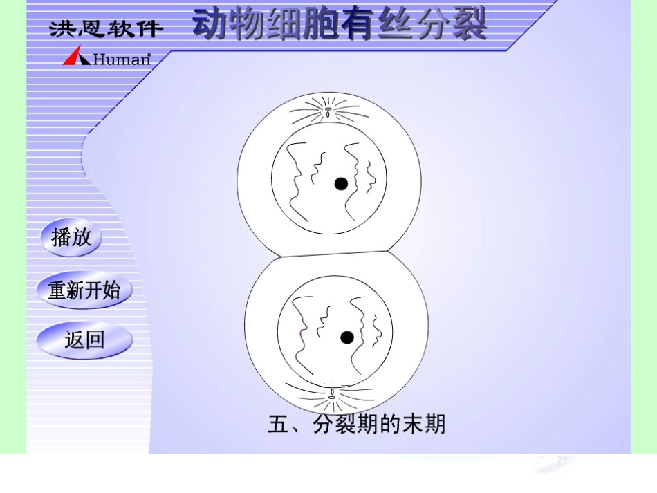 减数分裂与有丝分裂的区别课件_第3页