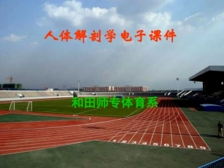 解剖学神经系统