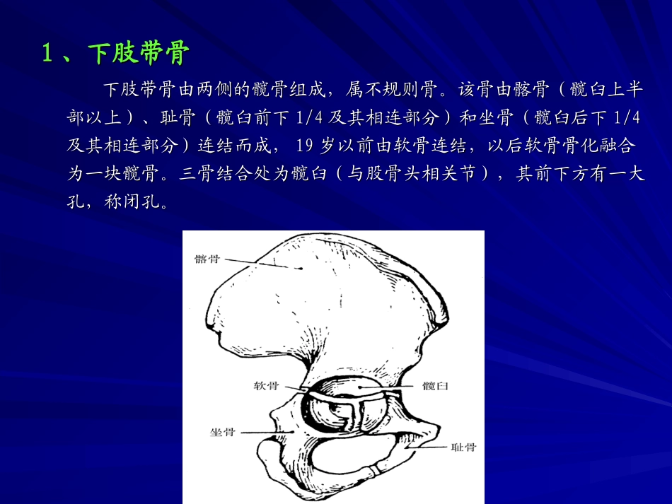 解剖学下肢骨_第3页