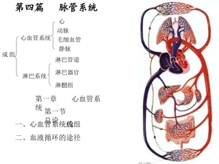 解剖学心血管系统