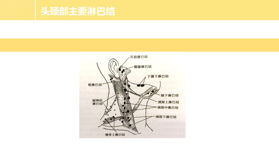 颈部淋巴结分区及引流_第2页