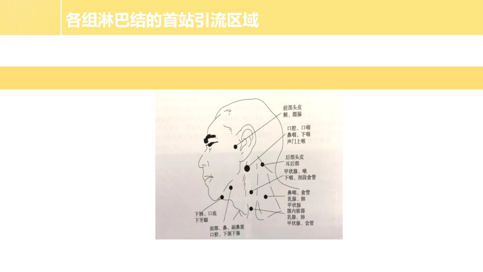 颈部淋巴结分区及引流_第3页