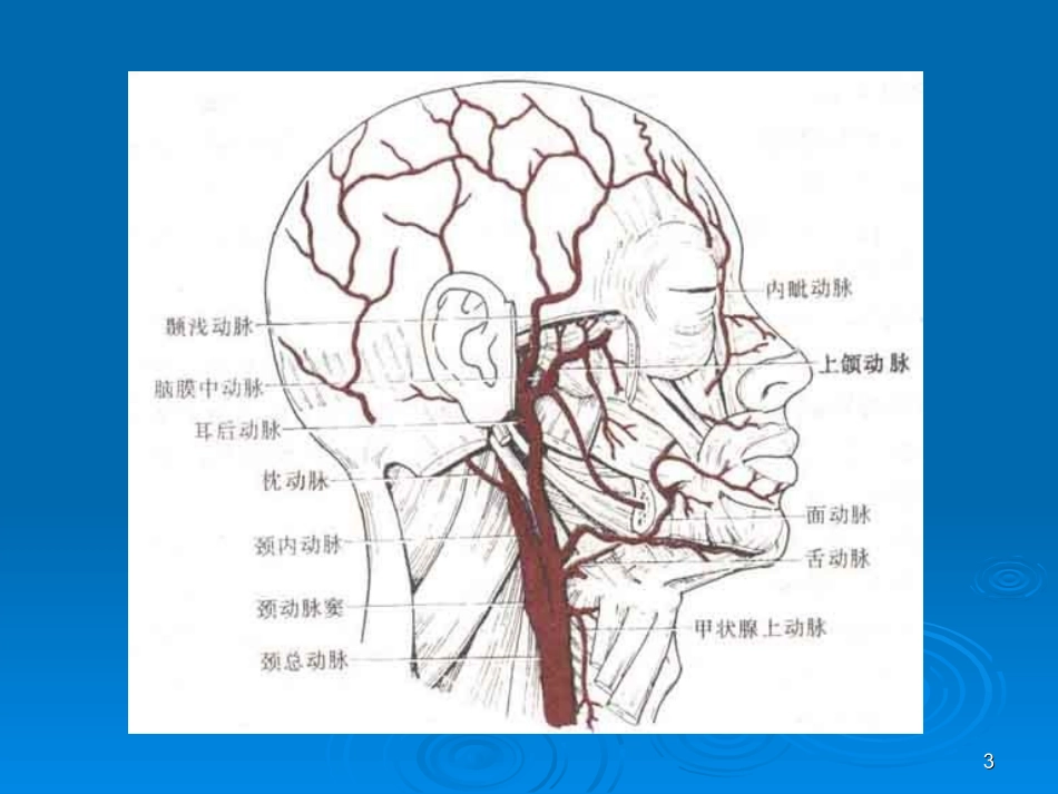 颈内动脉分段详解_第3页