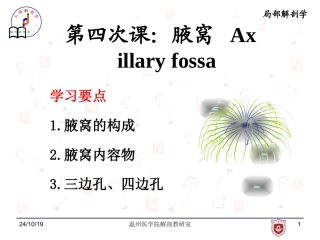 局部解剖学腋窝