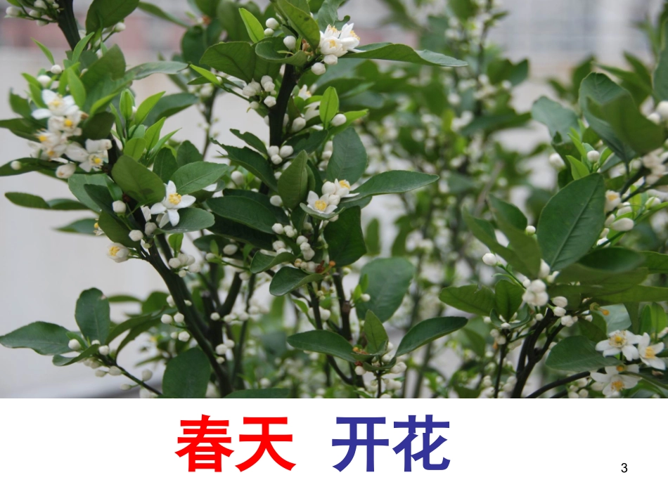 橘子的生长过程课堂_第3页