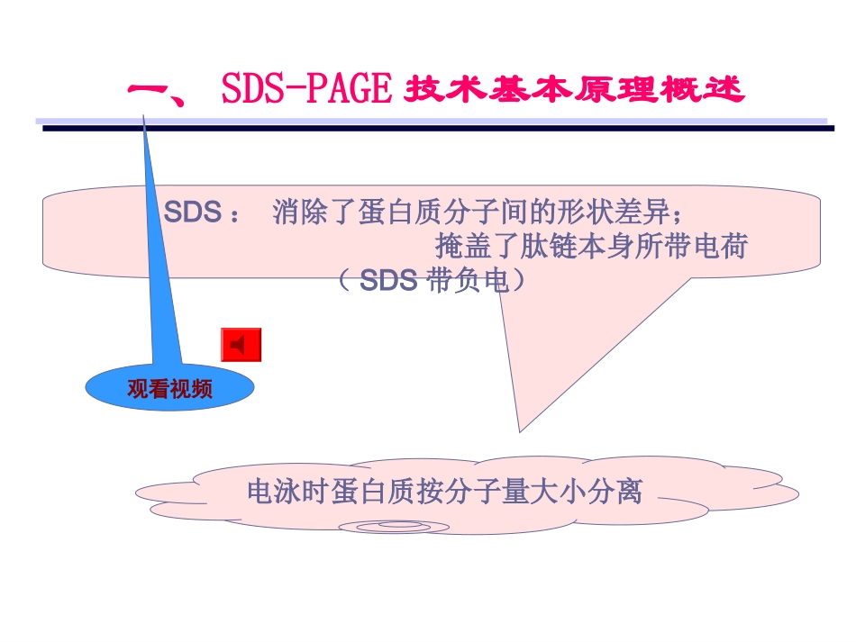 聚丙烯酰胺凝胶电泳技术SDSPAGE_第2页