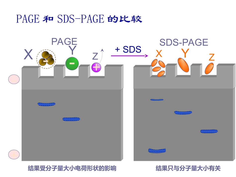 聚丙烯酰胺凝胶电泳技术SDSPAGE_第3页