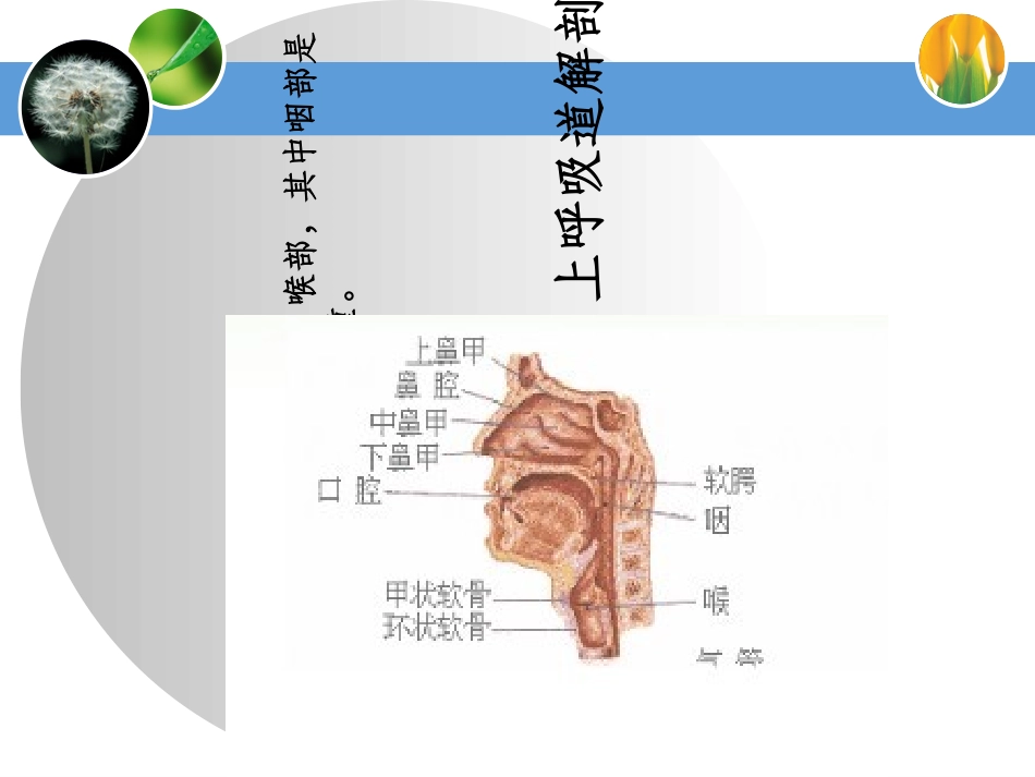 口咽通气道的临床应用_第3页