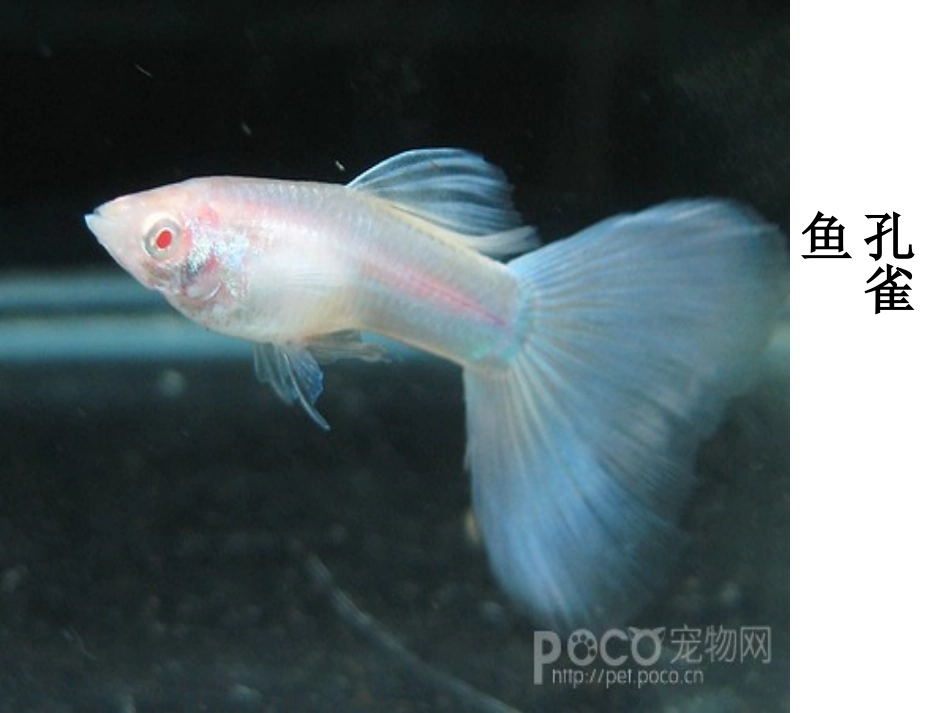 快乐的鱼儿课件_第3页