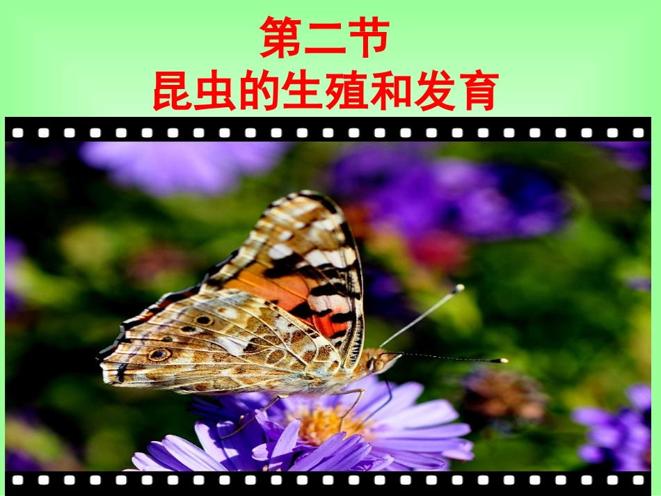 昆虫的生殖和发育_第1页